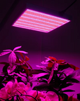 200W LED Grow Light – Dimmable Full Spectrum Grow Light with 2000 LEDs