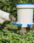 AquaHen | Always Fresh for Your Chickens