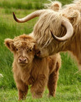 CattleCraft – Scottish Handcrafted Highland Cattle