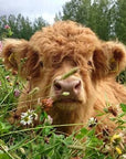 CattleCraft – Scottish Handcrafted Highland Cattle