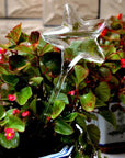 Decorative Transparent Glass Self-Watering Device | Compact and Automatic