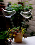 Decorative Transparent Glass Self-Watering Device | Compact and Automatic