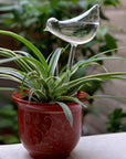 Decorative Transparent Glass Self-Watering Device | Compact and Automatic