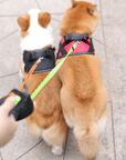 DoubleDog - Tangle-free double dog lead with flashlight