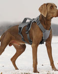 PawFlex | Premium No Pull Reflective Harness