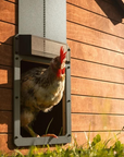 PoultryPro | Chickens Safe with Automatic Closure