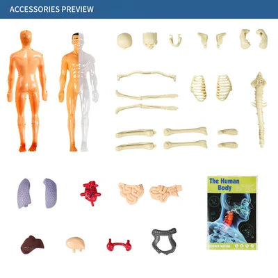 3D Human Body Torso Model for Kids Anatomy Model Skeleton