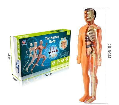 3D Human Body Torso Model for Kids Anatomy Model Skeleton