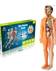 3D Human Body Torso Model for Kids Anatomy Model Skeleton