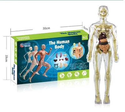 3D Human Body Torso Model for Kids Anatomy Model Skeleton
