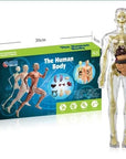 3D Human Body Torso Model for Kids Anatomy Model Skeleton
