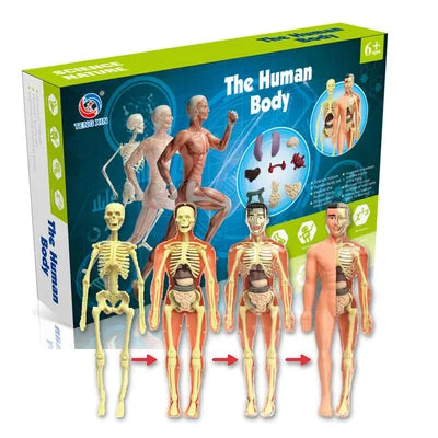 3D Human Body Torso Model for Kids Anatomy Model Skeleton