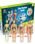 3D Human Body Torso Model for Kids Anatomy Model Skeleton