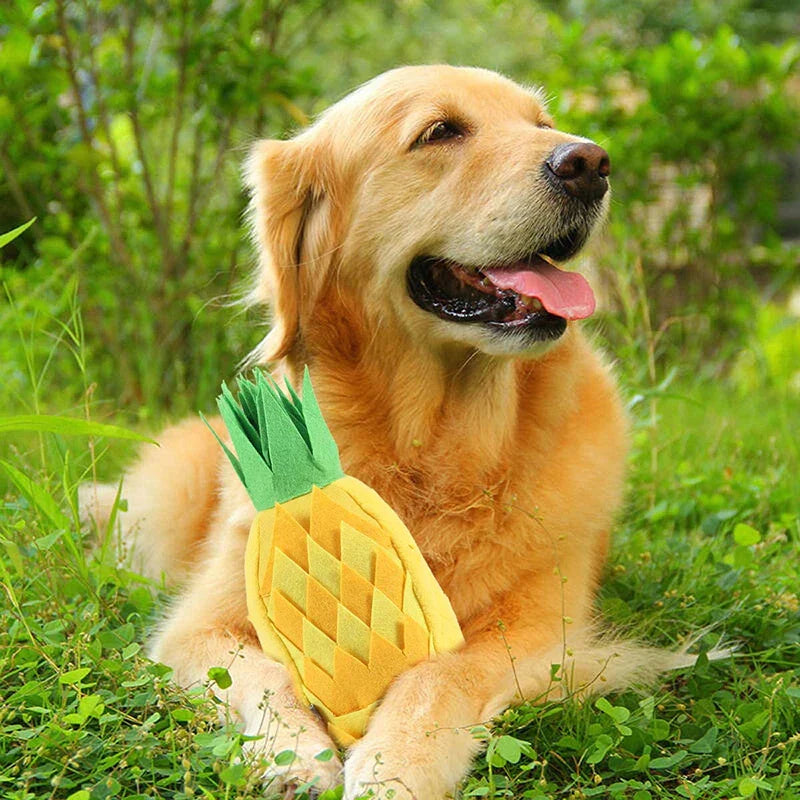 AnanasBoo | Hiding and Playing Treats