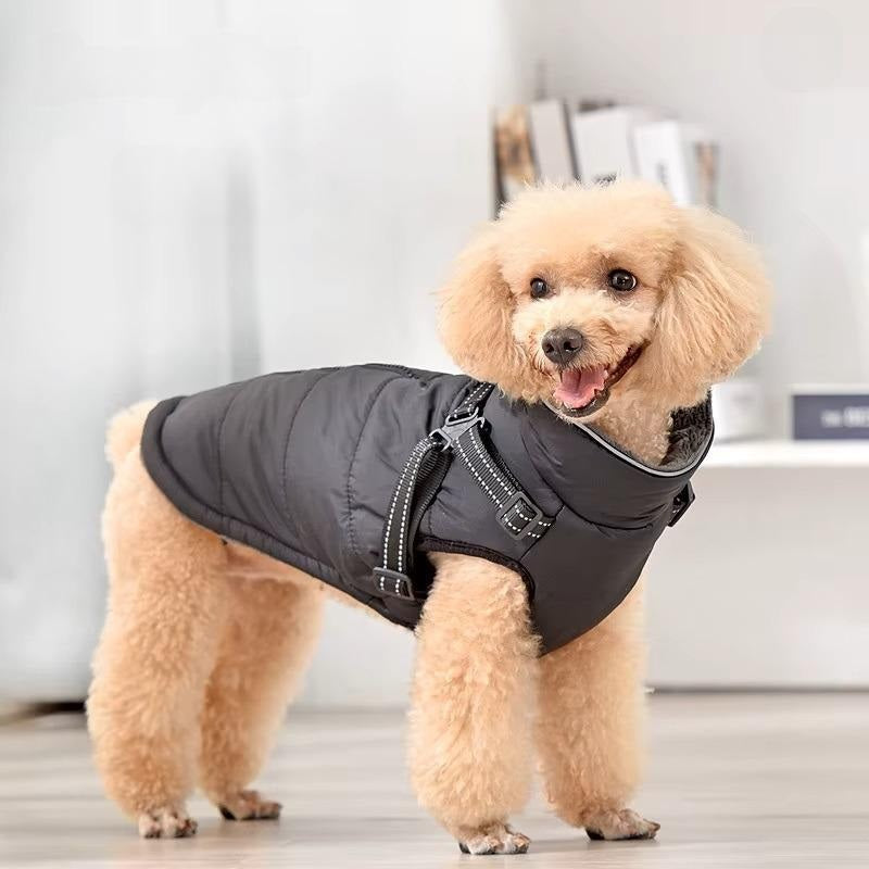 Barkie | No more cold walks