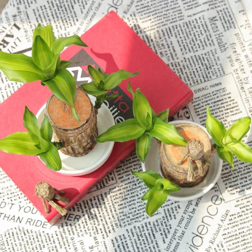 Bambou porte-bonheur brésilien