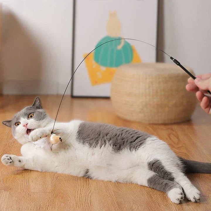 CatCatch | Keep Your Cat Active and Your Furniture Safe