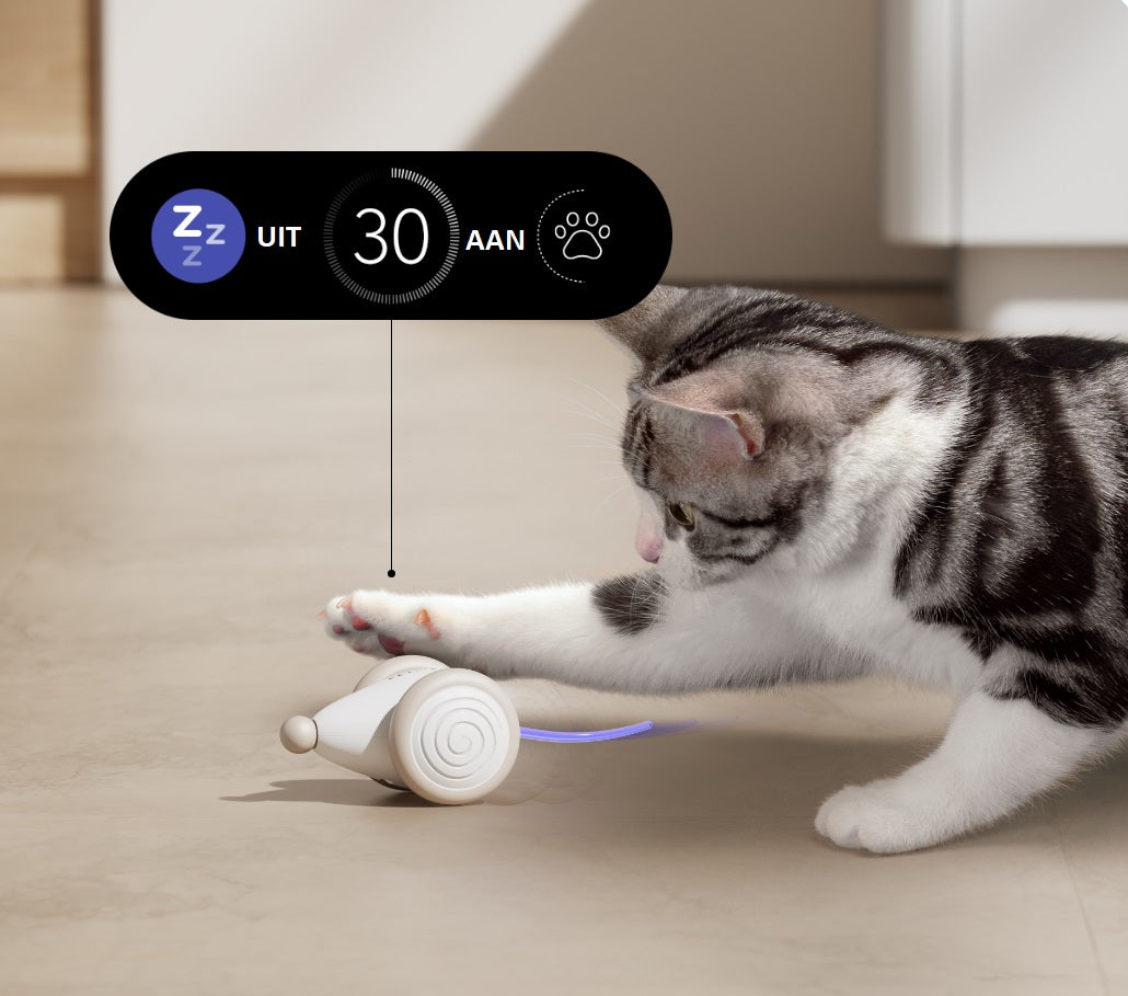 CatRap | Keep your cat active and happy