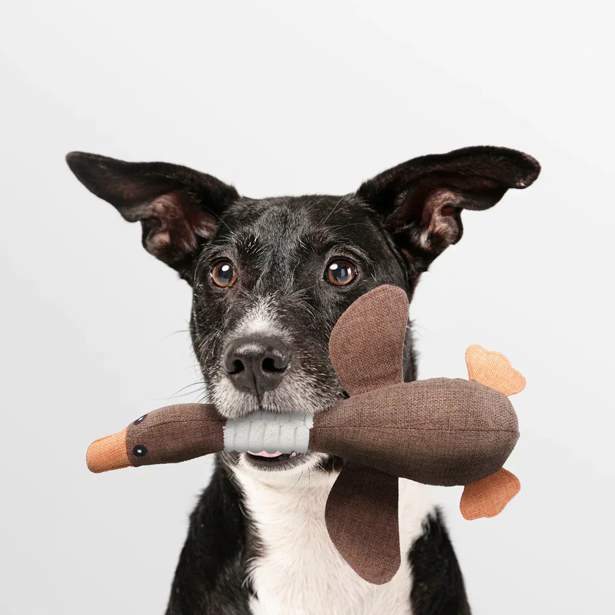 ChewDuck | The Ultimate Chew Toy