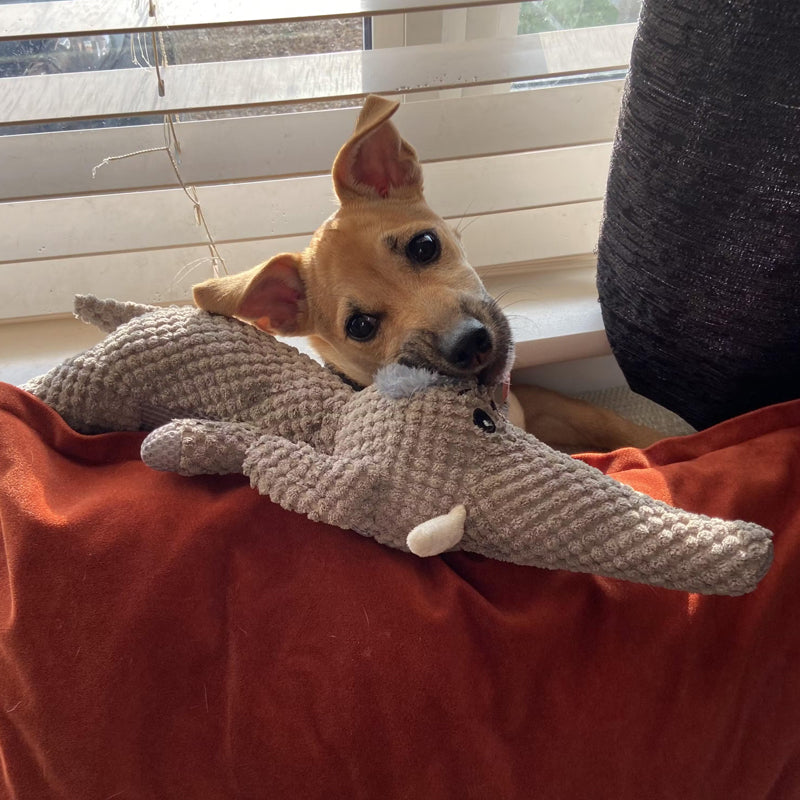 ChewKing | Extra Strong Toy