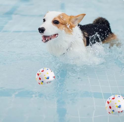 ChewProof | Prevents Mess in the Home and Improves Dental Health