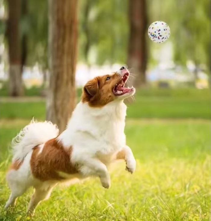 ChewProof | Prevents Mess in the Home and Improves Dental Health