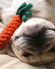 ChewyCorn | For Ultimate Chewing Pleasure