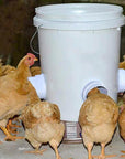 ChickenFeeder | The Ultimate Feeding Solution