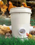 ChickenFeeder | The Ultimate Feeding Solution