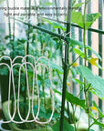 Connection Buckles - Plant