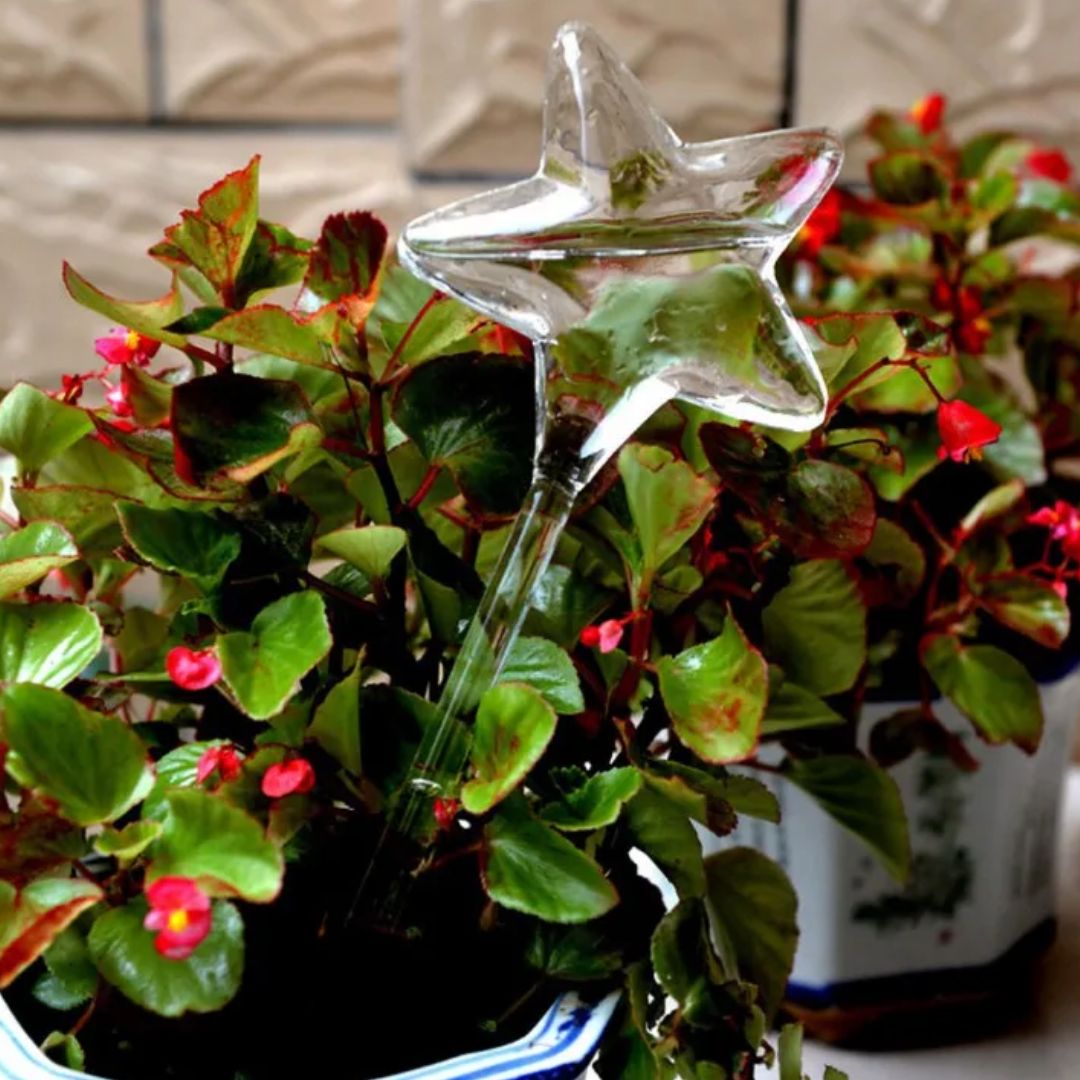 Decorative Transparent Glass Self-Watering Device | Compact and Automatic