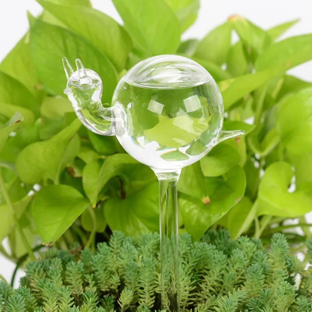 Decorative Transparent Glass Self-Watering Device | Compact and Automatic