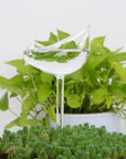 Decorative Transparent Glass Self-Watering Device | Compact and Automatic