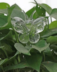 Decorative Transparent Glass Self-Watering Device | Compact and Automatic
