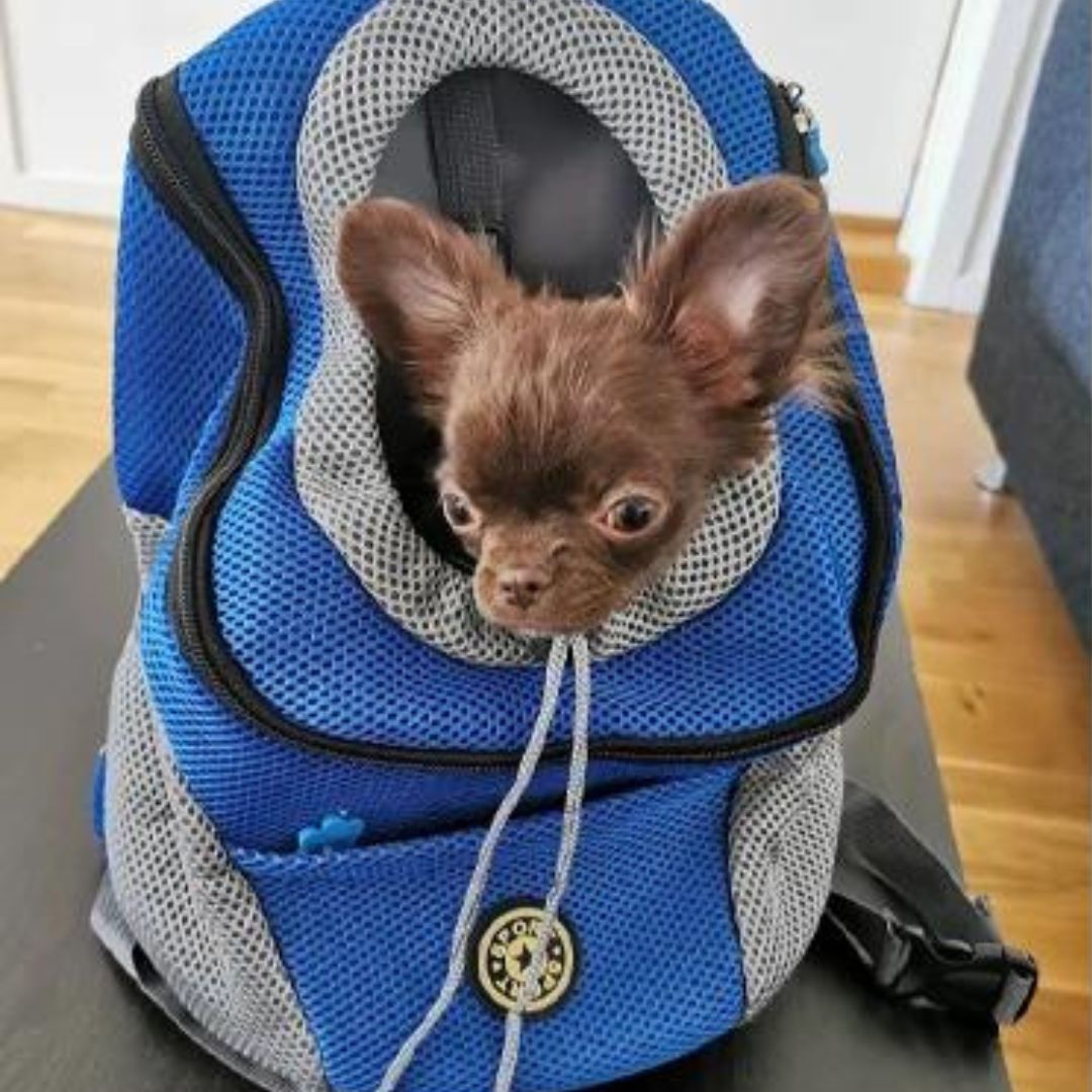 Dog Rucksack | Canicomfy