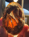 Dragon Egg