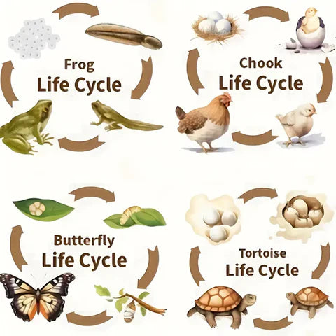 Life Cycles Puzzles - Educational and Interactive Learning