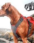 PawFlex | Premium No Pull Reflective Harness