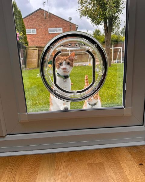 PetFlap | Transparent Pet Door