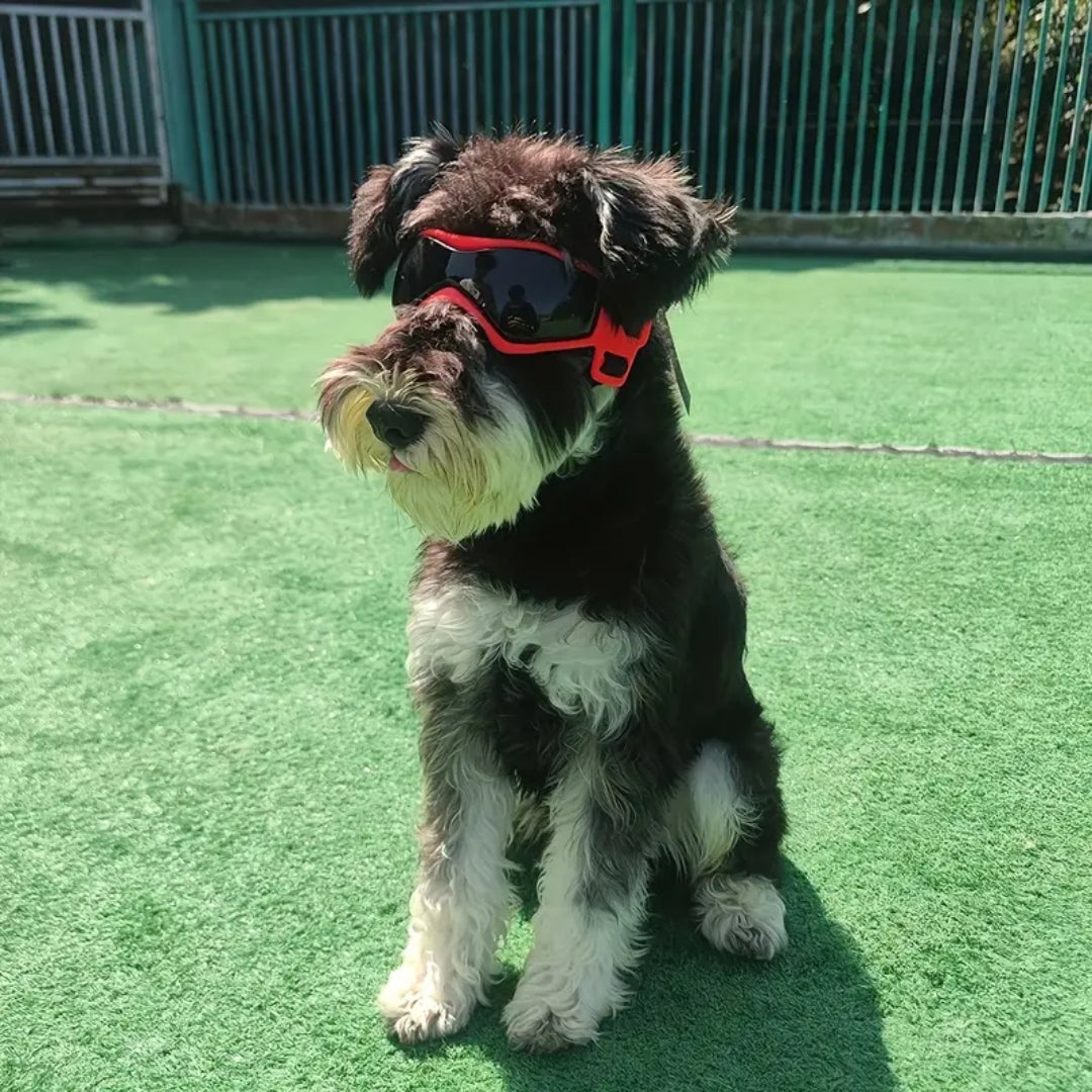 PupVisor | Trendy UV Dog Sunglasses